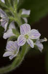 Common gypsyweed